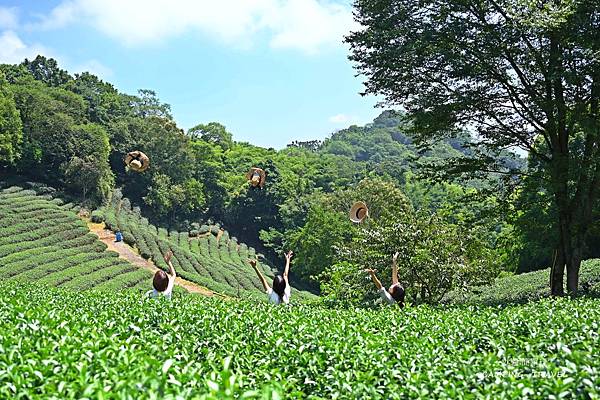 【露營趣】南投. 雲野露營區 ★百萬夜景印眼前、置身茶園中的