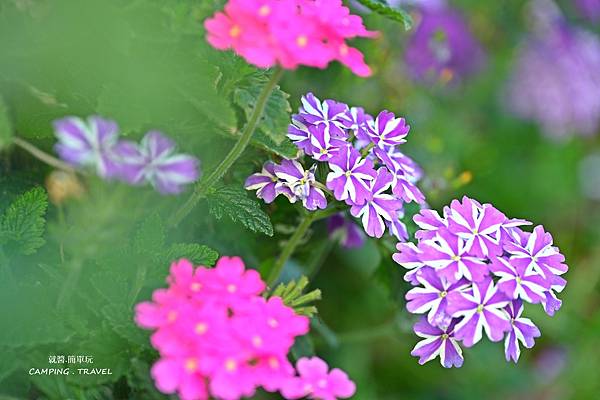 【露營趣】南投. 聽花山川★環境優美的露營區、世外桃源 NO