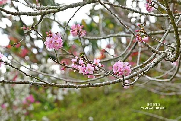 【露營趣】南投. 聽花山川★環境優美的露營區、世外桃源 NO