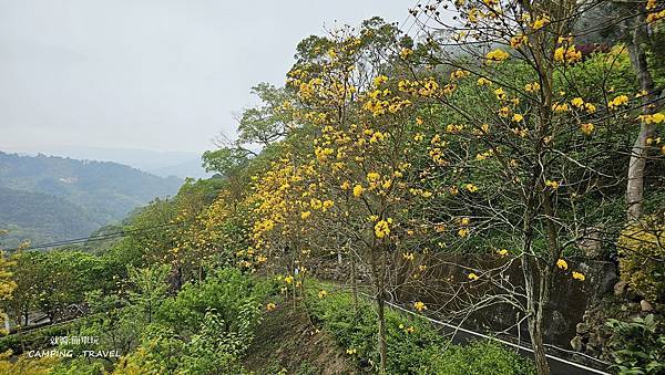 【露營趣】苗栗.山野戀 ★漂亮的雨棚露營區、環境優美、黃花風