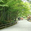 京都嵐山天龍寺竹林-3.JPG