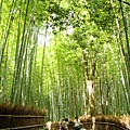 京都嵐山竹林-3.JPG