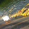 富田花園農場-池塘裡超貪吃的魚和鴨子.JPG