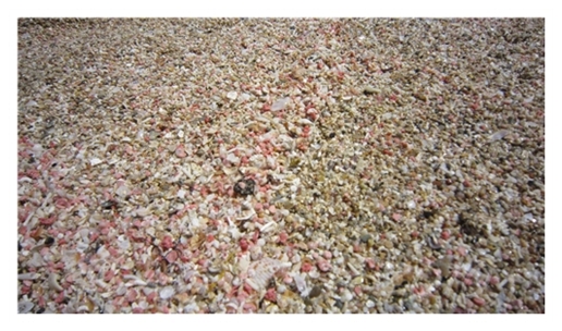 Coral Crumb in Crete, Greece