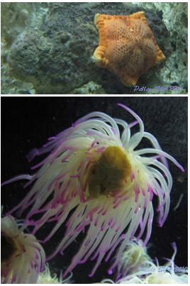 Blog_Aquarium11.jpg