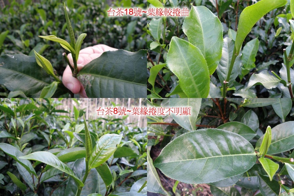 香茶巷40號~~台茶18 VS. 8號