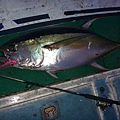 20131009tuna.jpg