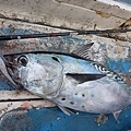 20140426bonito11.jpg