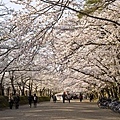 hirosaki_03.jpg