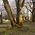 hirosaki_11.jpg