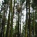 DSC09138檜木林