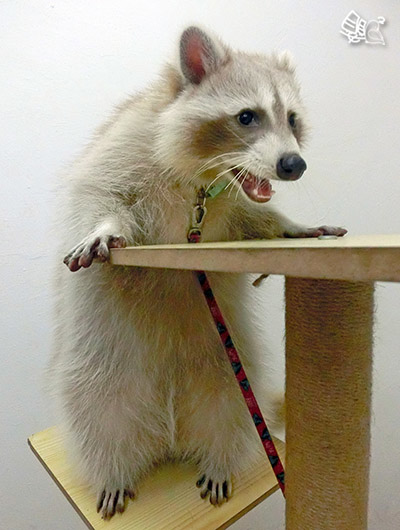 CIMG0473肚.jpg CIMG0473肚.jpg