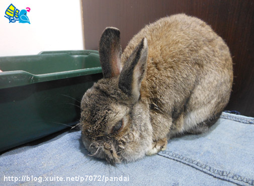 兔醬來度周末