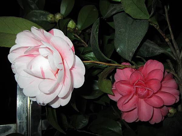 IMG_0002 IMG_0002