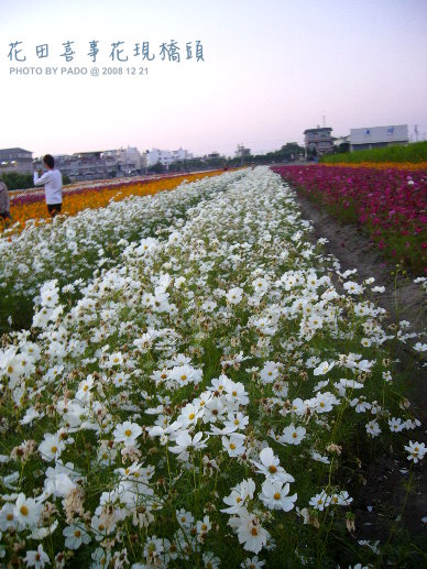 白波斯菊