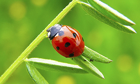 瓢蟲(ladybug)有幸運、幸福、純真、轉化昇華、祈福的象徵