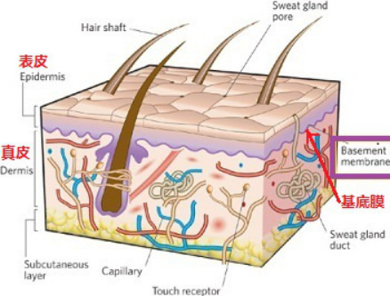 基底膜是介於表皮與真皮之間的帶狀組織，傳達表皮層與真皮層的訊息與供給肌膚營養。.jpg