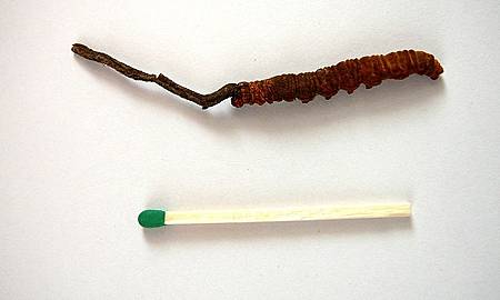 冬蟲夏草(Cordyceps_sinensis).jpg