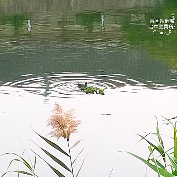 吃玩台中〉帝國製糖廠台中營業所，湧泉公園成對野鴨戲水，楊柳美