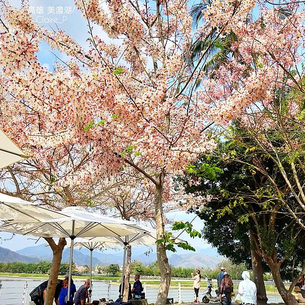 2023年清明連假高雄美濃湖的花旗木大爆發。