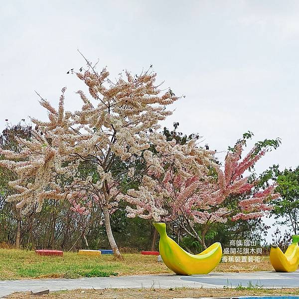 香蕉裝置藝術與花旗木同時綻放屬於旗山的美。