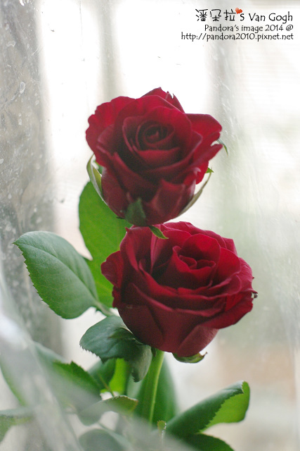 NO.028#001-紅玫瑰1號.jpg