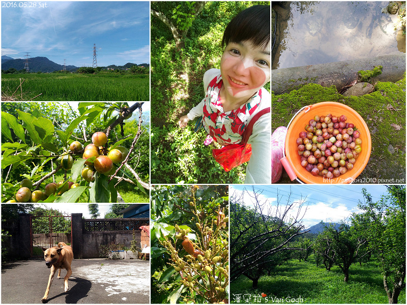 2016.05.28-Pandora's Life.jpg