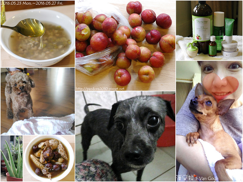 2016.05.27-Pandora's Life.jpg 2016.05.27-Pandora's Life.jpg