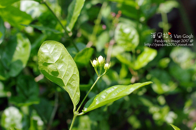 2017.05.01-茉莉花.jpg 2017.05.01-茉莉花.jpg
