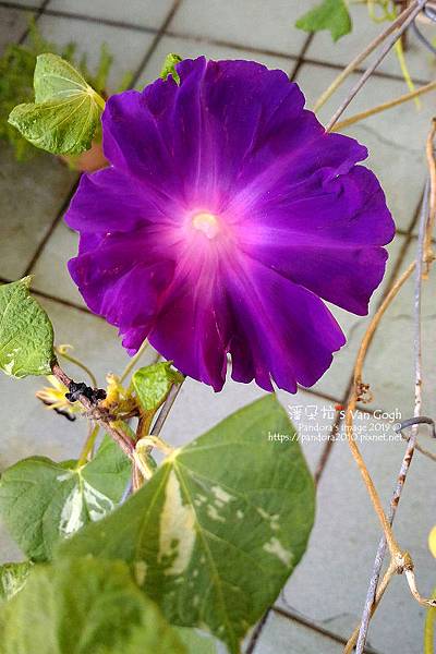 19秋冬 日系朝顏牽牛花 19 09 02 朝顏 濱之濃紫 96 Jpg 潘朵拉的梵谷 痞客邦 19秋冬 日系朝顏牽牛花 19 09 02 朝顏 濱之濃紫 96 Jpg 潘朵拉的梵谷 痞客邦