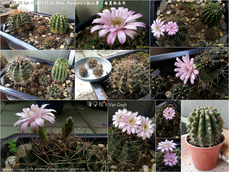 2019.12.01-仙人掌.jpg