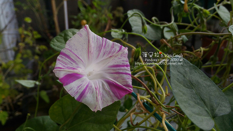 〆pandora S 39歲好時光 02 01 02 29 Day022 050 潘朵拉 S Van Gogh 痞客邦