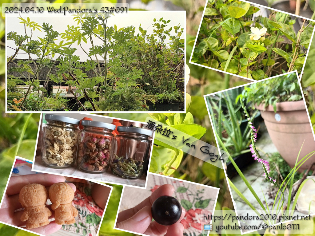 2024.04.10-潘朵拉's Van Gogh。life