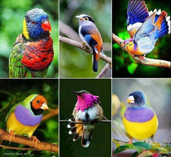 color birds