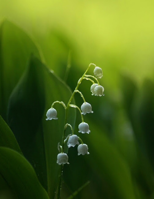 flower393_20140730 flower393_20140730