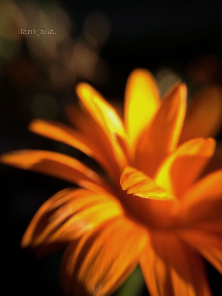 Flower-0933.jpg