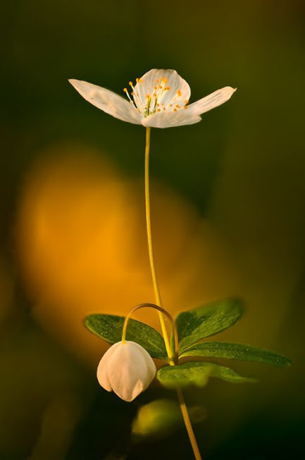 Flower-1046.jpg