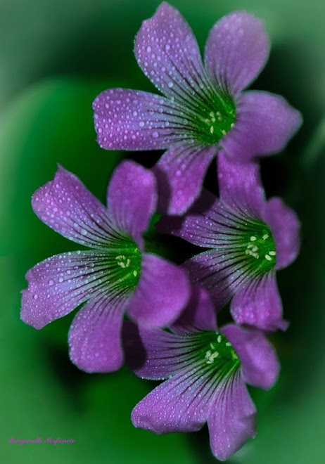 Flower-1168.jpg