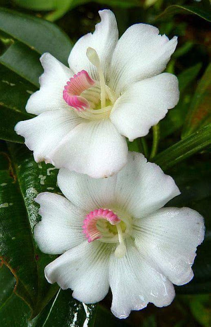 Flower-1197.jpg