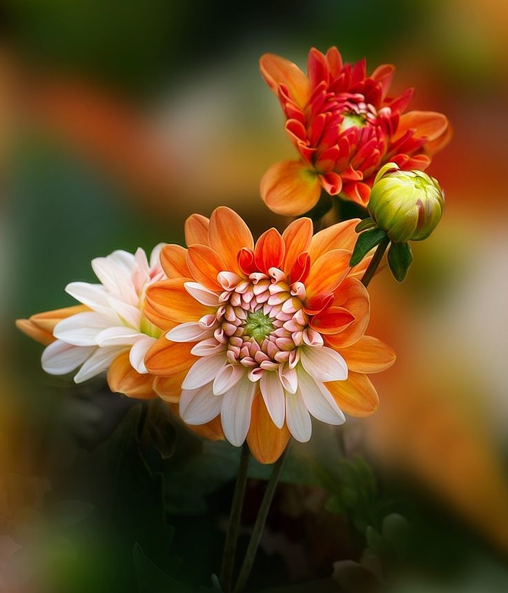 Flower-1807.jpg
