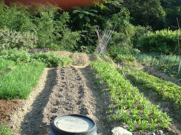 蔬菜園