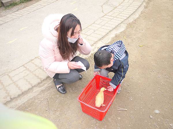 照顧小鴨鴨,我最會