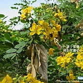 鳳園蝴蝶嘉年華2013暨香港蝴蝶保育日