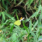 鳳園蝴蝶嘉年華2013暨香港蝴蝶保育日