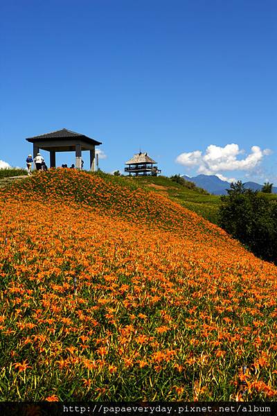 六十石山金針花季