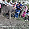 奇旺國家公園(Chitwan National Park)大象撫育中心裡的四個月小象