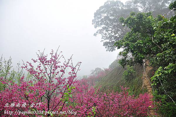 雲霧中的大坑濁水巷櫻花林