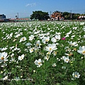 小龍麥景觀