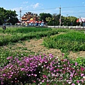 小龍麥景觀