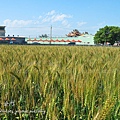 小龍麥景觀